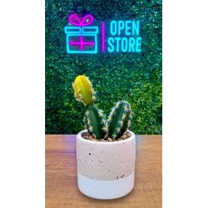 PLANTA C/MACETA N13 (CACTUS)