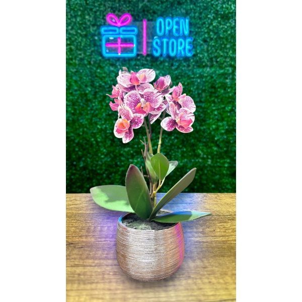 ORQUIDEA N25 (30CM BLANCA JASPEADA)