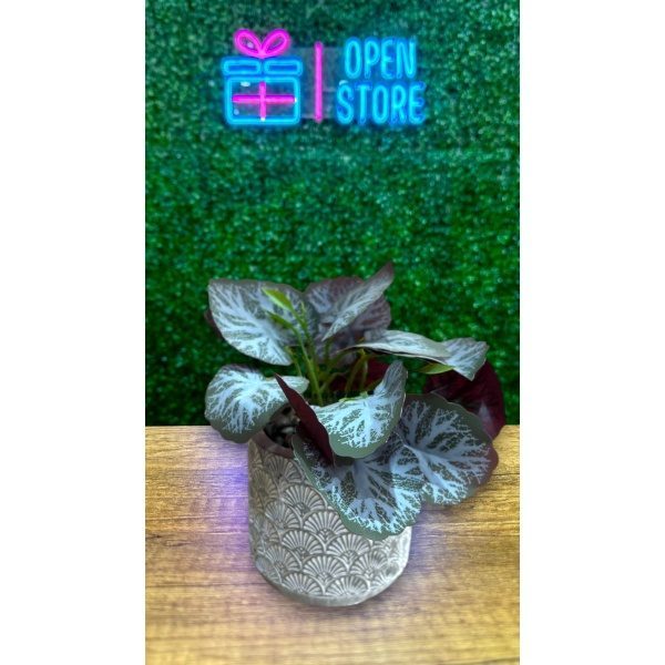 PLANTA CON MACETA CEMENTO N23 (8 X 14CM)