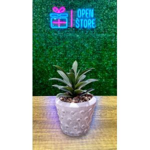 MACETA C/PLANTA Nº19 8X13CM / Nº7 8X13CM