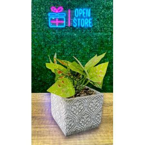 PLANTA CON MACETA CEMENTO N25 (5 X 12CM)